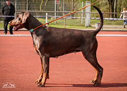 Mazikeen
vom Krukenberg