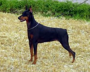 Dark Desire Vanderford